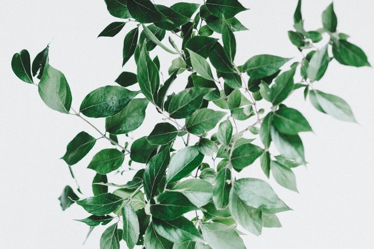 Learn How to Build and Sustain an Evergreen Company